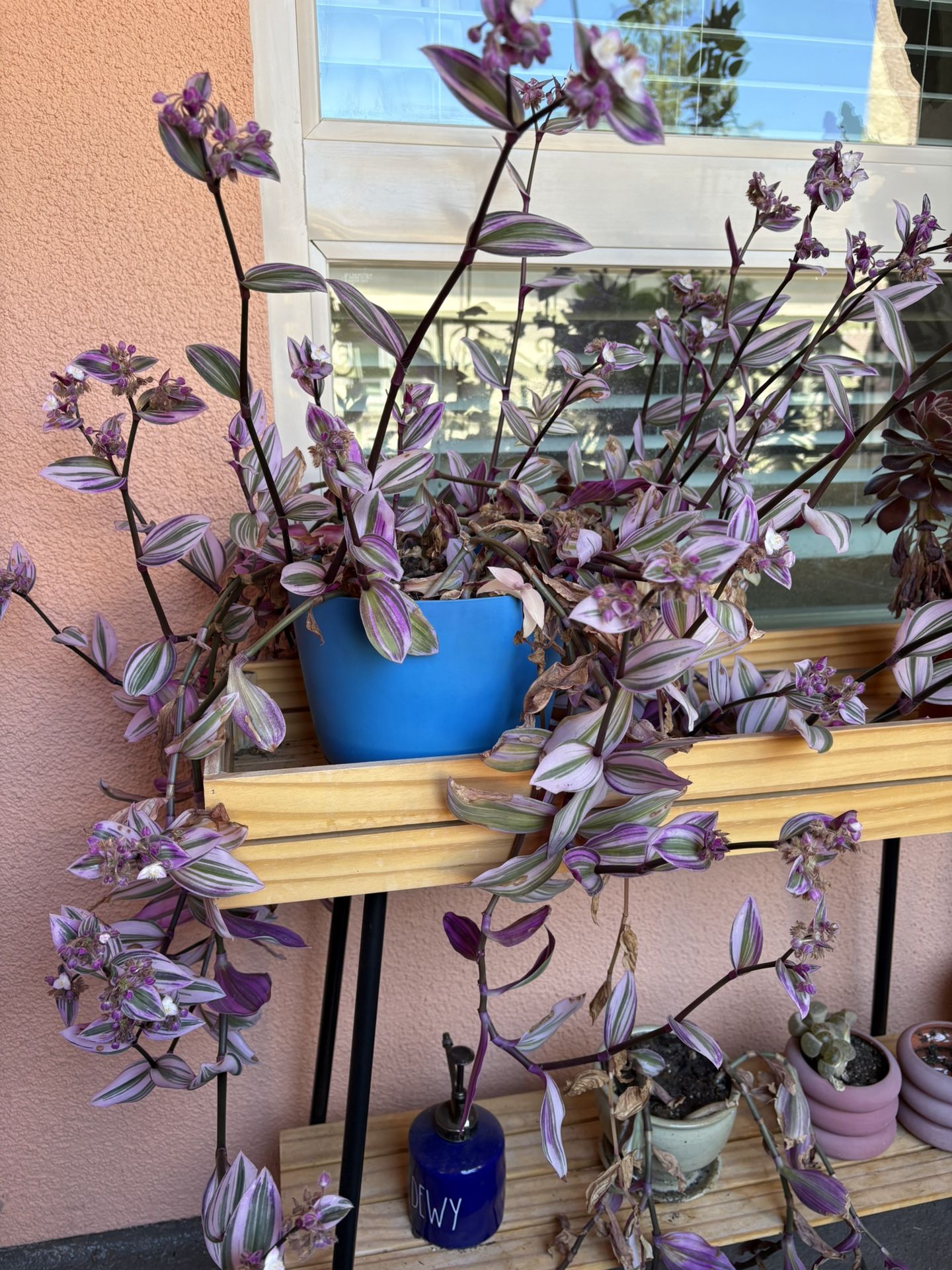 Free Plant