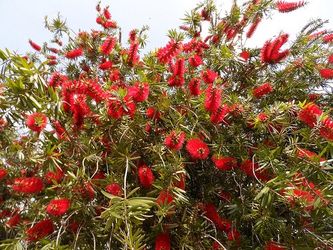 Bottle brush plants / trees