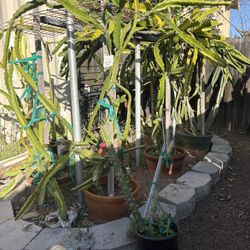 Dragon Fruit Plant Cuttings Red And White Dragon Fruit 
