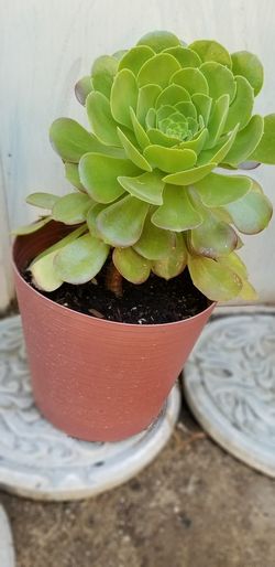 Aeonium plant