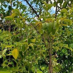 #70 Wax leaf Japanese Privent tree 20gal , 9 feet tall . I Have   Two