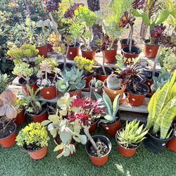 Variety Of Succulents Plants 
