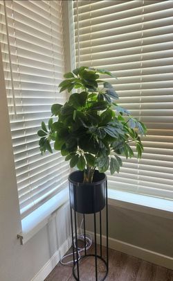 Large Schefflera Plant with Black Metal Stand