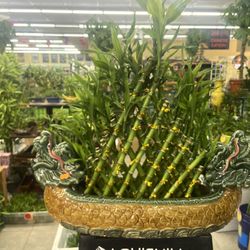 Lucky bamboo 
