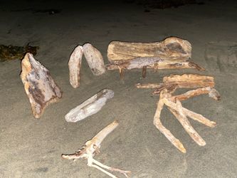 reptile enclosure Natural Drift Wood  OFFERS?