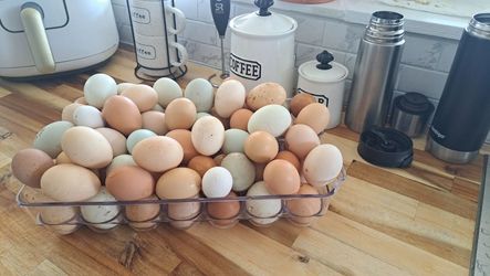 Fresh Eggs