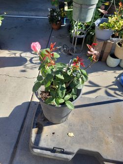 Rose/Rosal