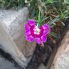 Lilly 