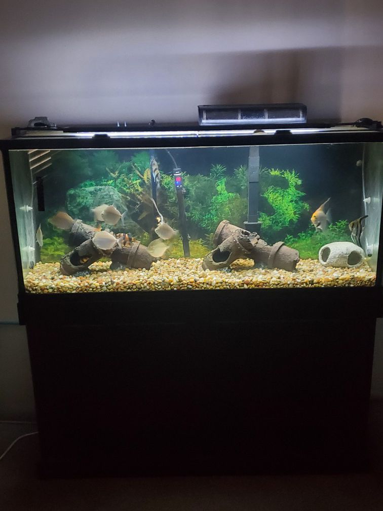 55 gallon fish tank and fish
