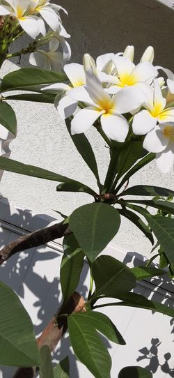 Plumeria 