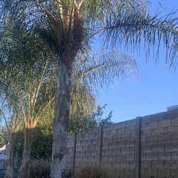 Plam Trees