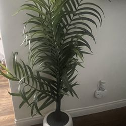 Decor Plant 