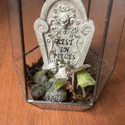 Graveyard Plant Terrrerium