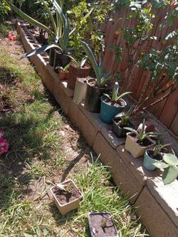 Plants