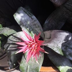 Bromeliads diferentes colores, Rosa, Rojo, Amarillo