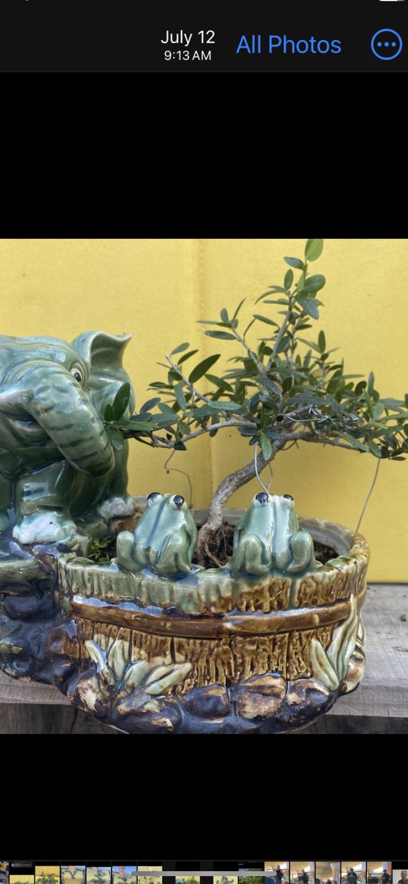 Bonsai Olive Tree And A Beautiful Elephant Pot $75