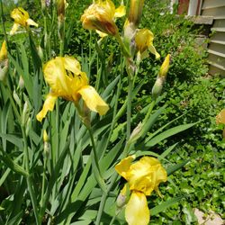 Yellow Bearded Iris Rhizomes $2 Each