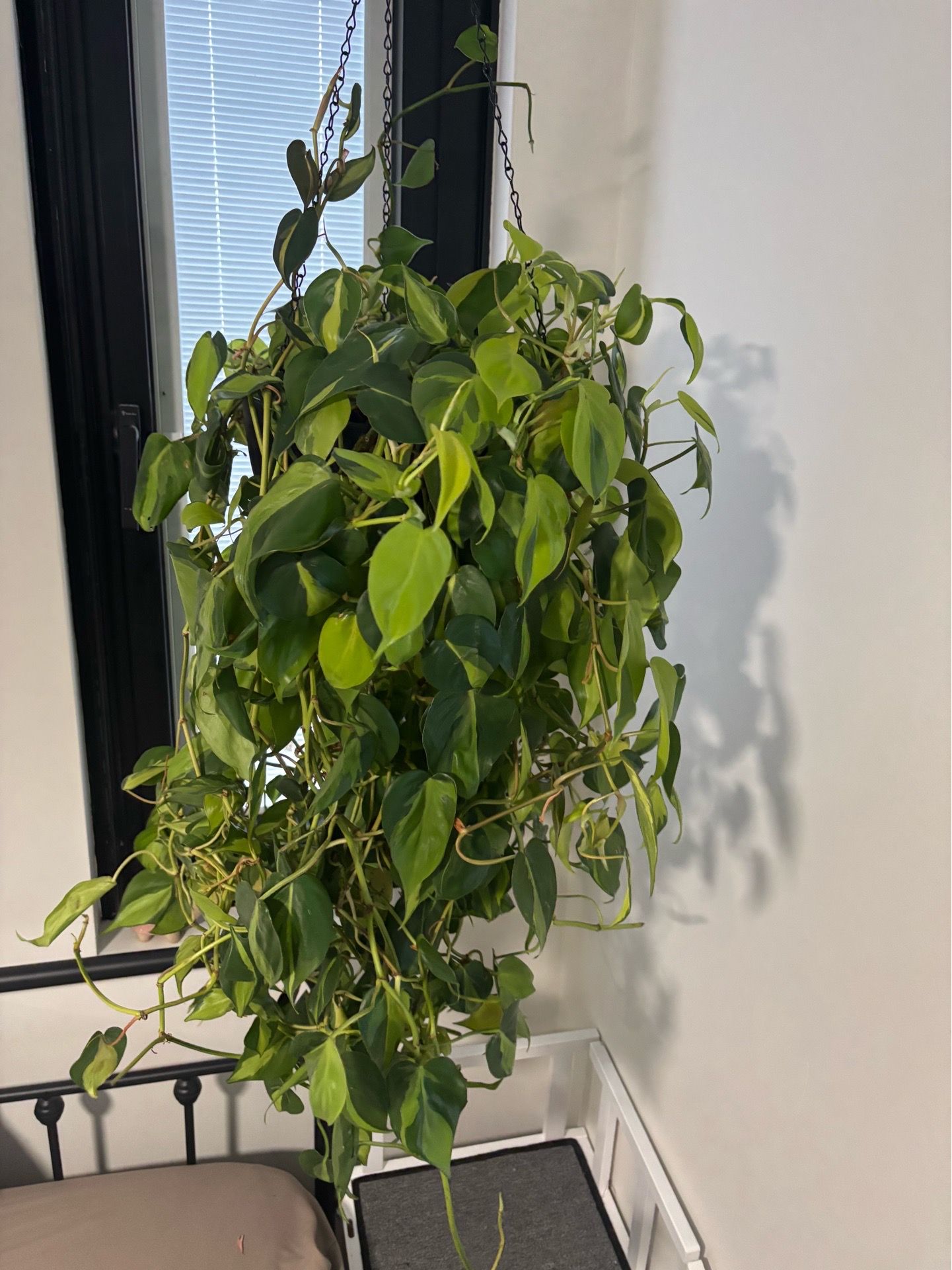 Philodendron Hederaceum Brasil Plant ๐ฑ
