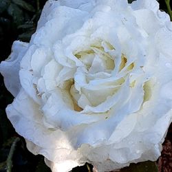 Rosa 5 Galones $12 Cada Uno
