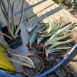 Aloe Vera Plant