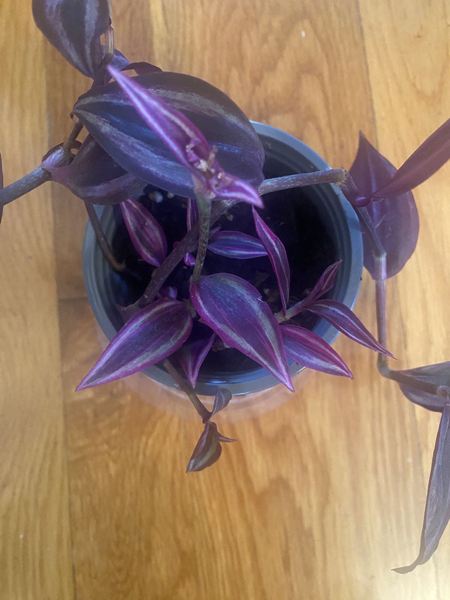 Tradescantia Zebrina surrounds tradescantia pink paradise in 4” pot