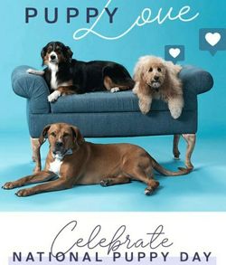 National Pup Day! Vegan Products For Them