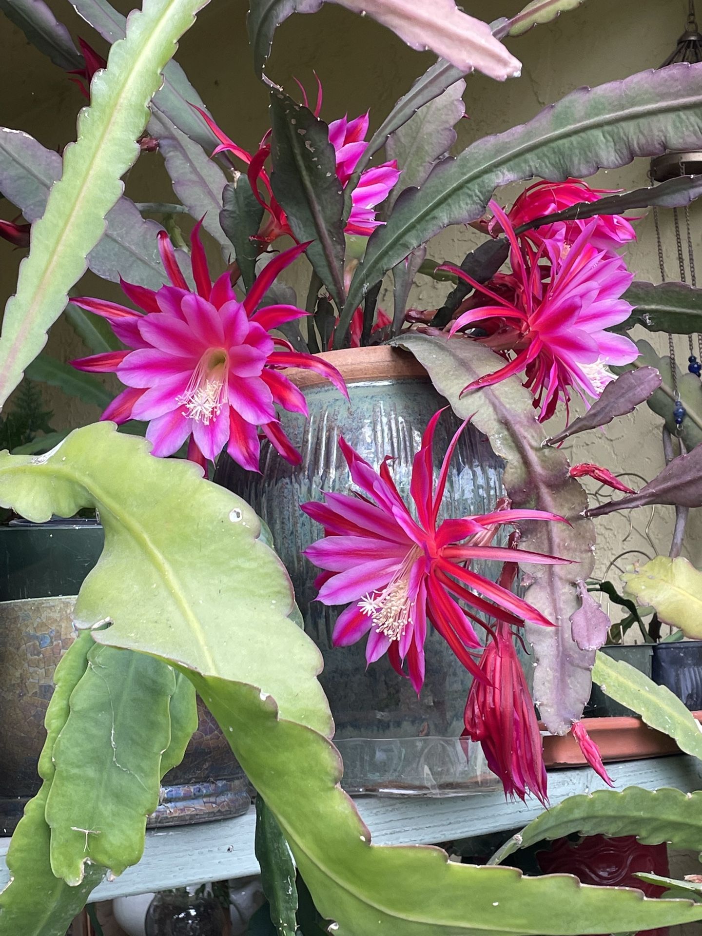 Magenta Orchid cactus- Cutting Only