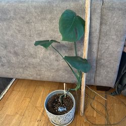 Monstera Deliciosa Philodendron 