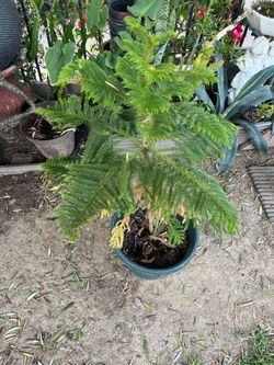 Araucaria tree