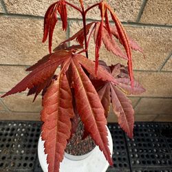 japanese red maple tree  4yr old seedling