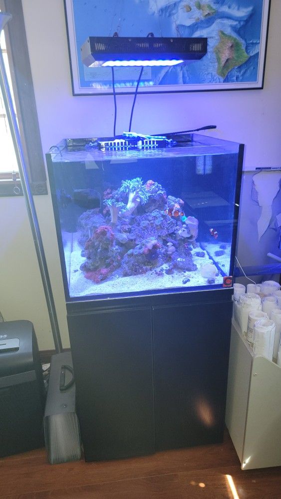36 Gallon Saltwater Aquarium