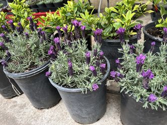 Spanish blue lavender 5 gallon 15$ each