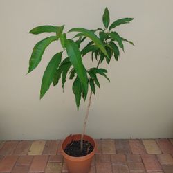 Mango trees for sale need to be planted in ground