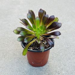 Succulents plants 🪴