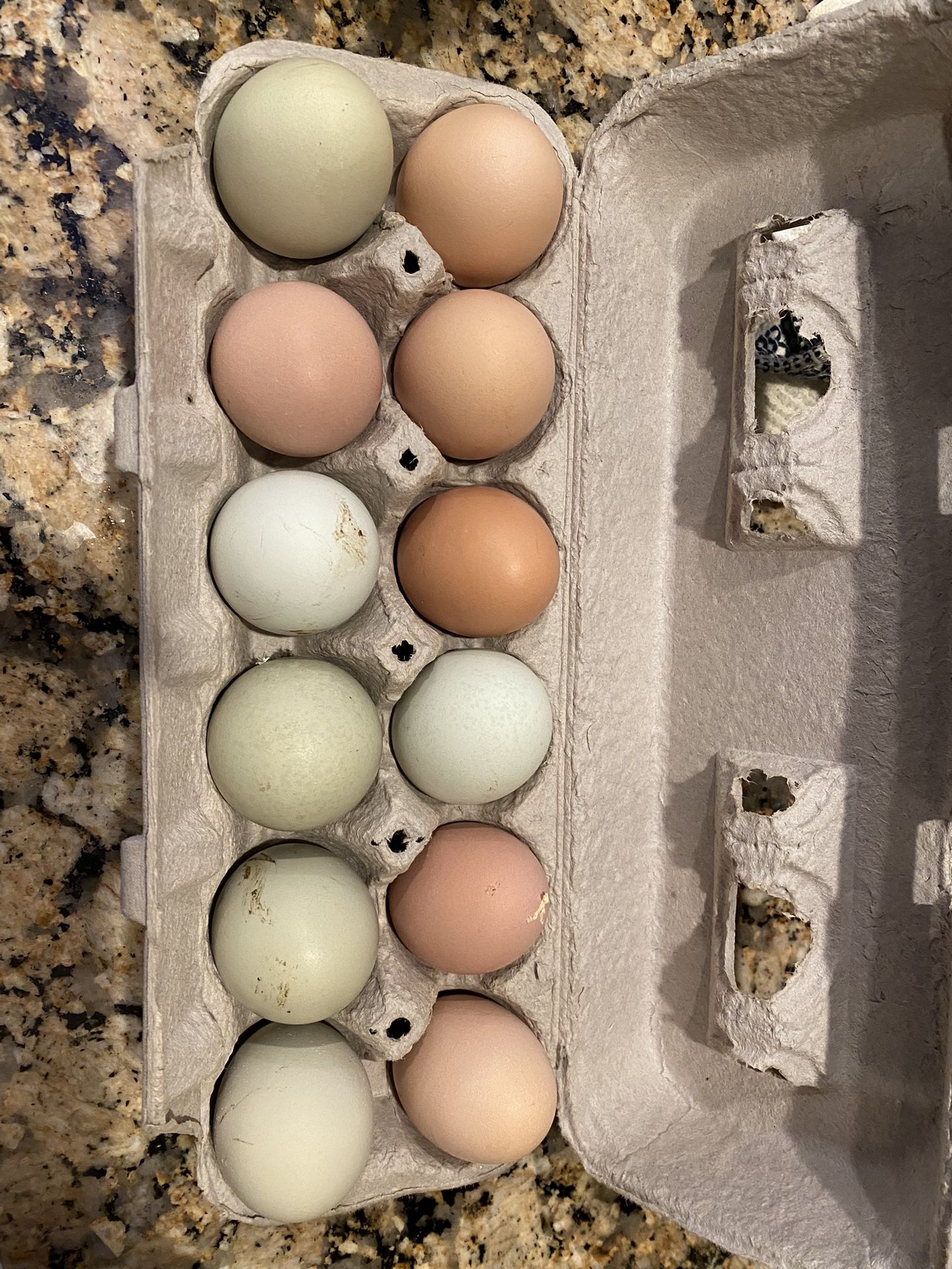 Daily Fresh Chicken Eggs 