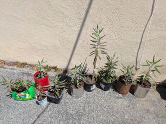 Mother of Thousands Plants