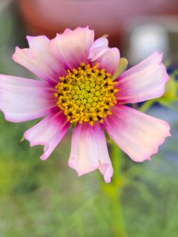 Cosmos Flower