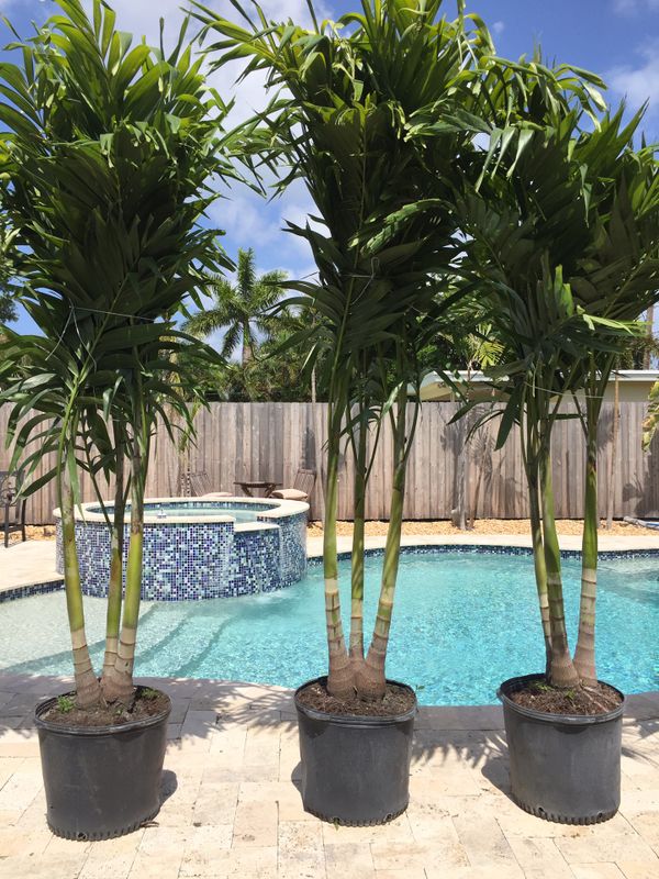 Christmas Yule Log To Buy Christmas palms (tr
iple palm trees) for Sale in Southwest Ranches, FL