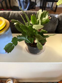 Christmas cactus (its name is Sisqo)