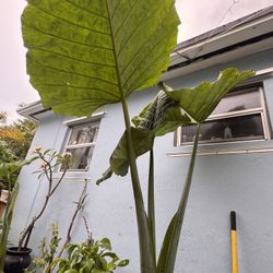 Free Elegant Ear Plant 