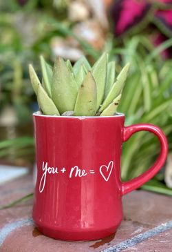 Succulent in tea cup pot