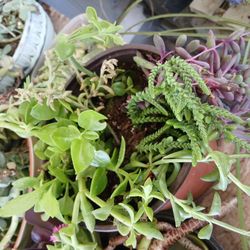 Home Plants Arrangement 🪴 