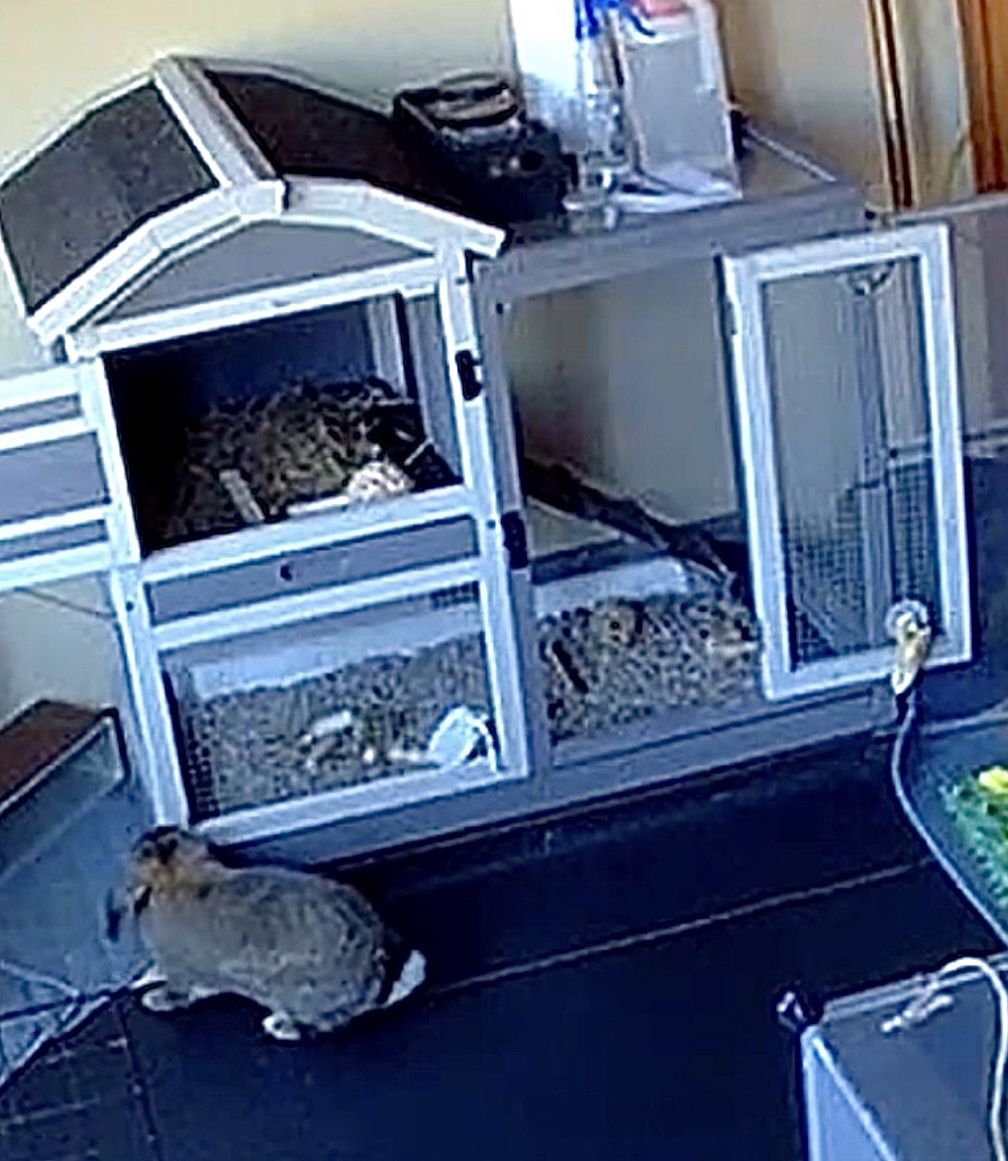 GEGURI Rabbit Hutch Indoor Outdoor, Bunny Cages Wooden Pet House for Guinea Pig with Wheels, Removable Tray, Ramp