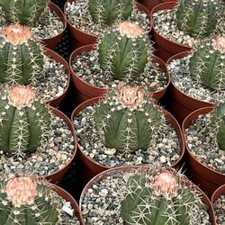 Melo Cactus In 6” Pots $25 Each 