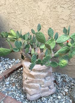 Mature cactus w Pot