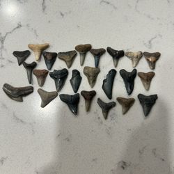 3,000 Shark Teeth From Venice Beach Fl