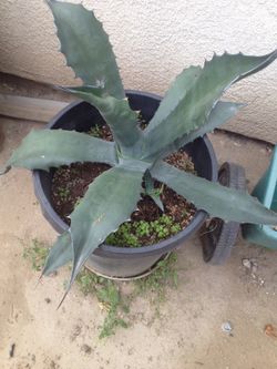 Maguey Azteca   /(Bakersfield Ca 