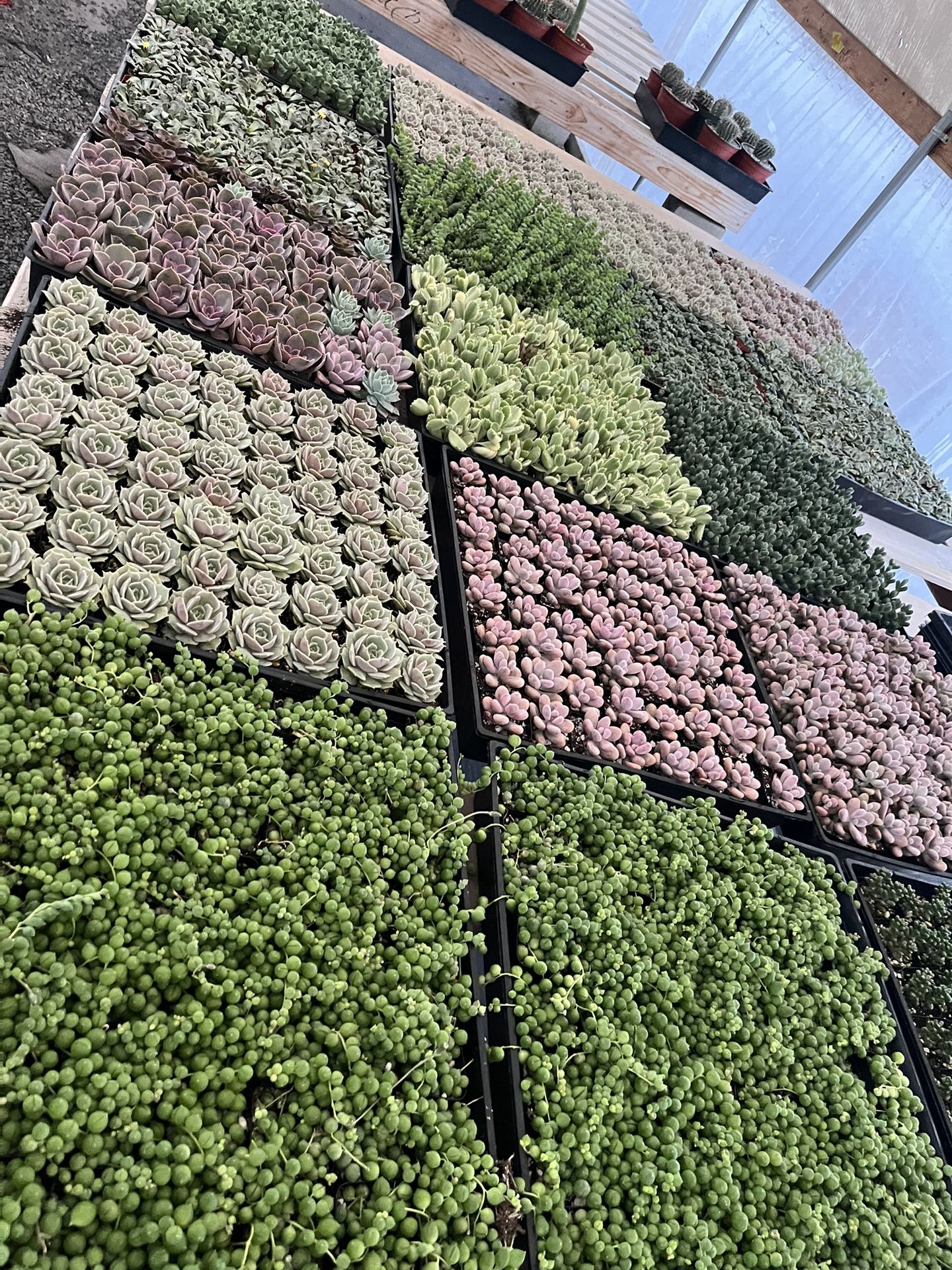 New 2” Succulents Just Arrived Today $1.35 Each $63 For Tray Of 64 Plants