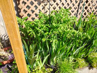 Solomon's Seal Plants,  clumps of Rhizomes