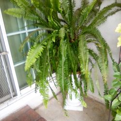 Fern two of them